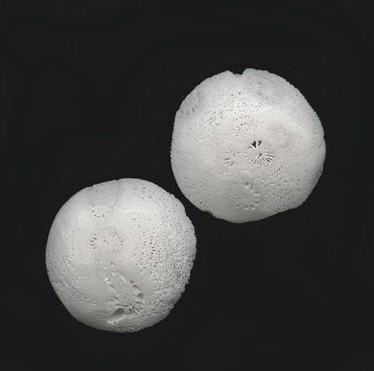 Vintage white fossil coral disk 25-30mm diameter. Sold individually. b4-cor373b