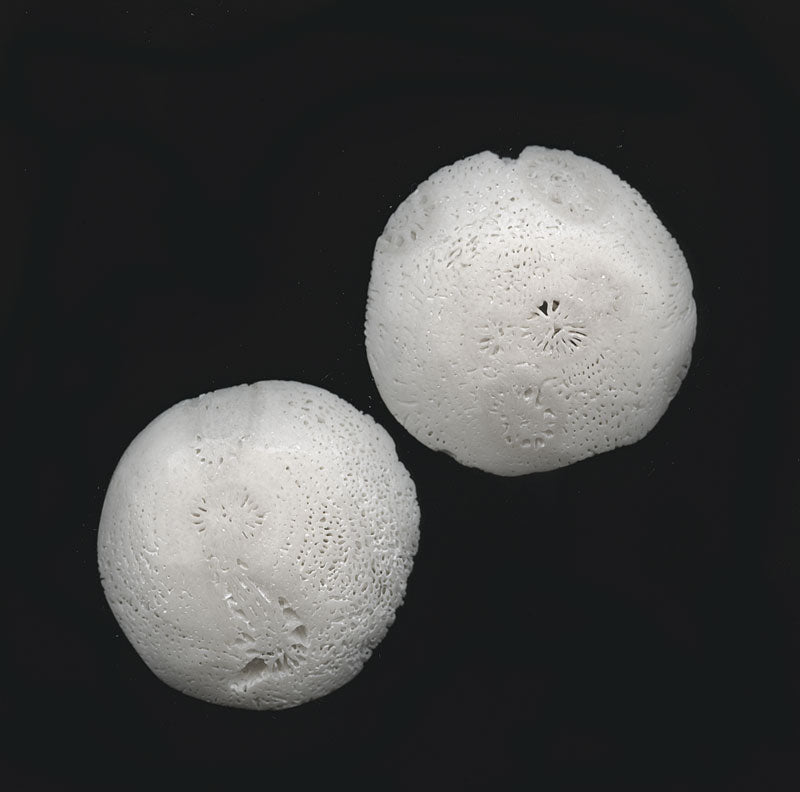 Vintage white fossil coral disk 32 to 37mm diameter. 